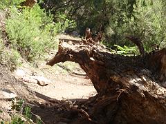 2009-05Corse (57)